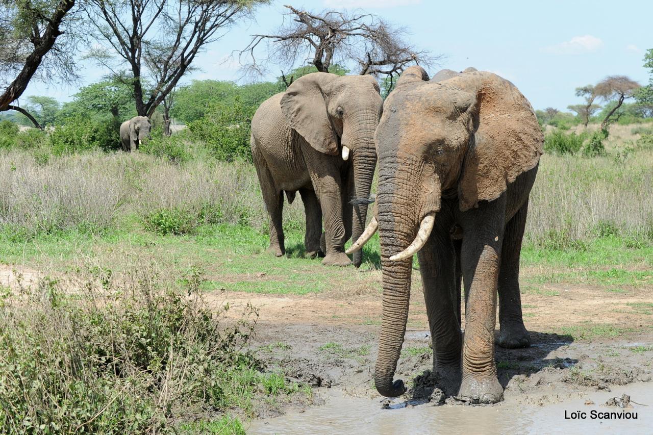 Eléphant (149)