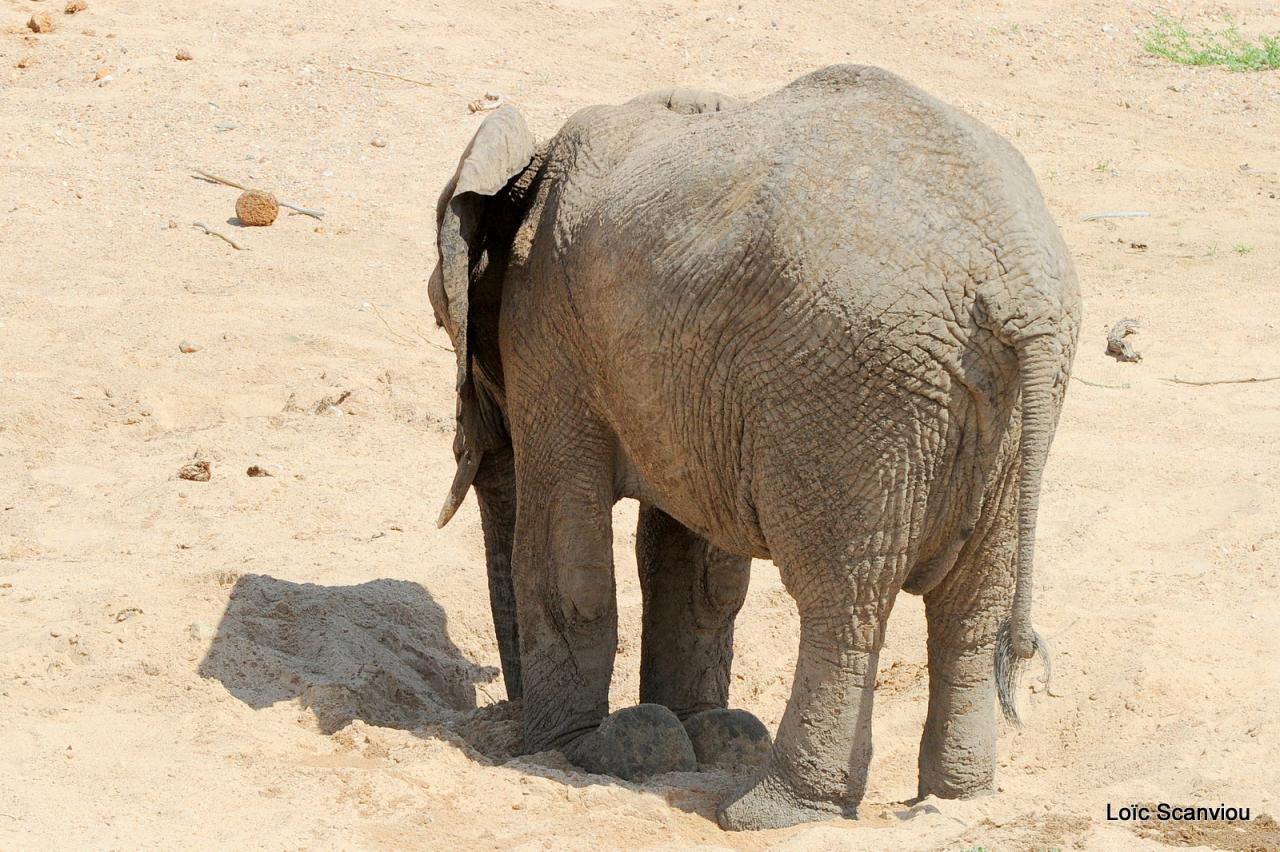 Eléphant (151)