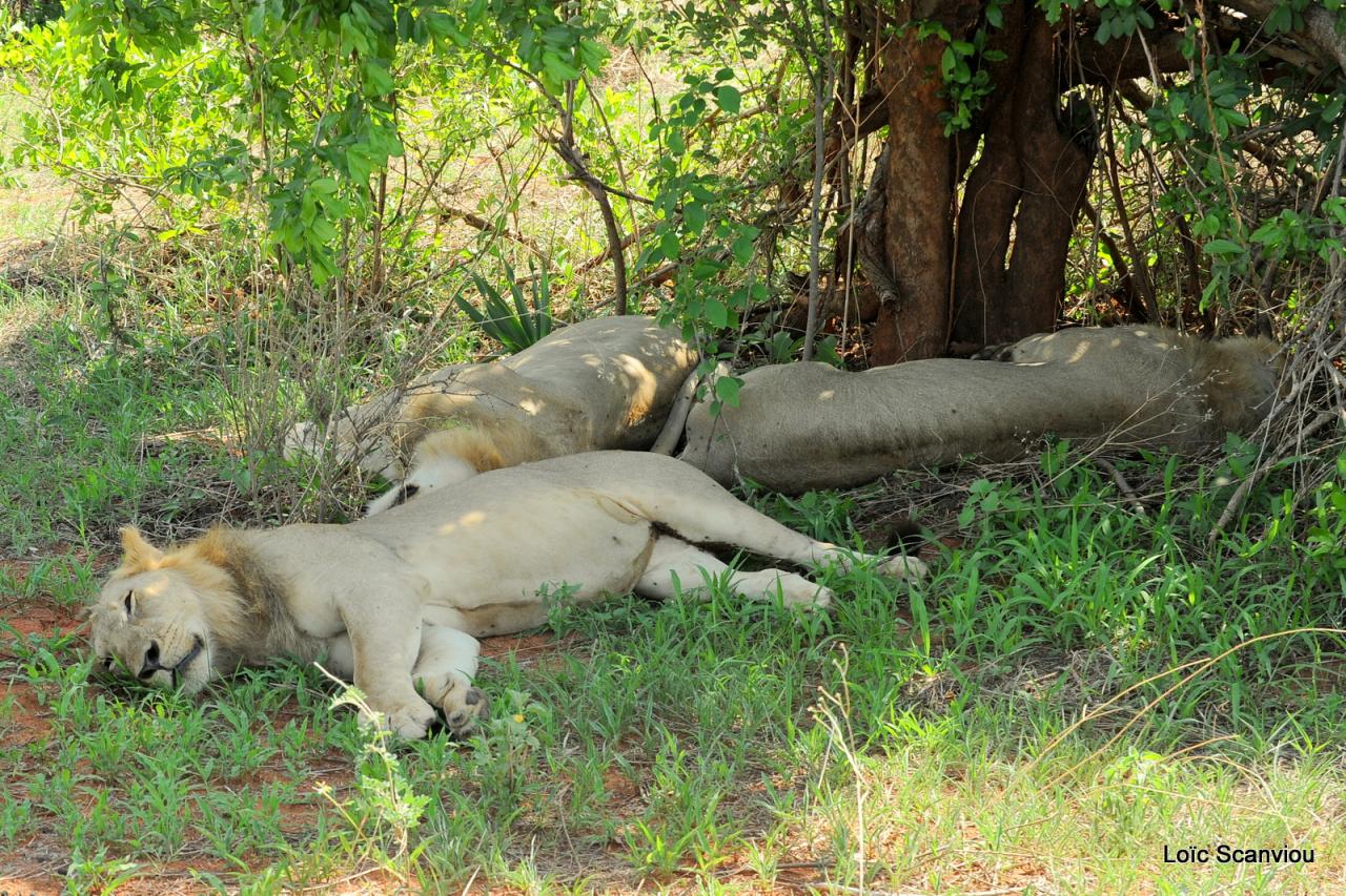 Lion