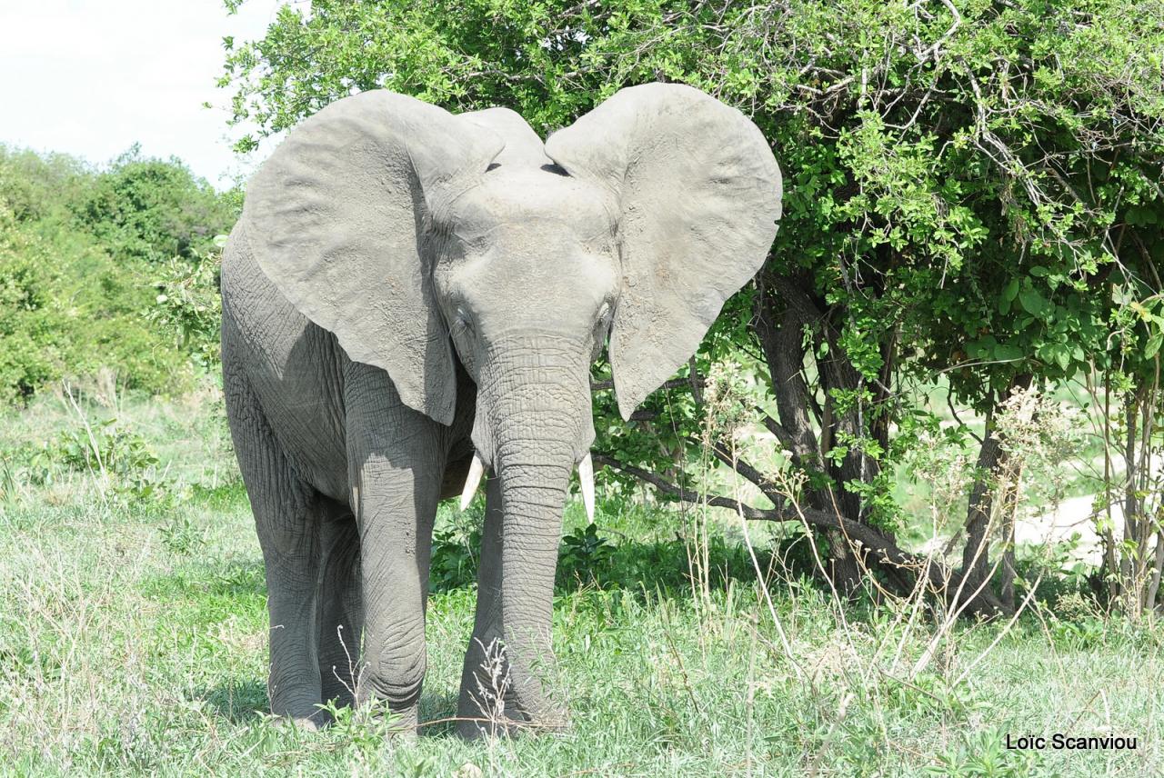 Eléphant (152)