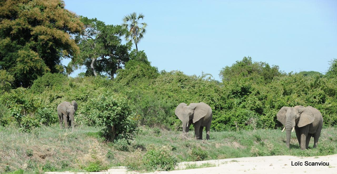 Eléphant (153)