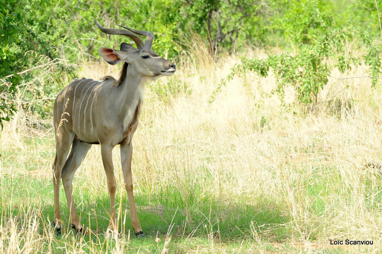 Grand koudou/Greater Kudu (12)