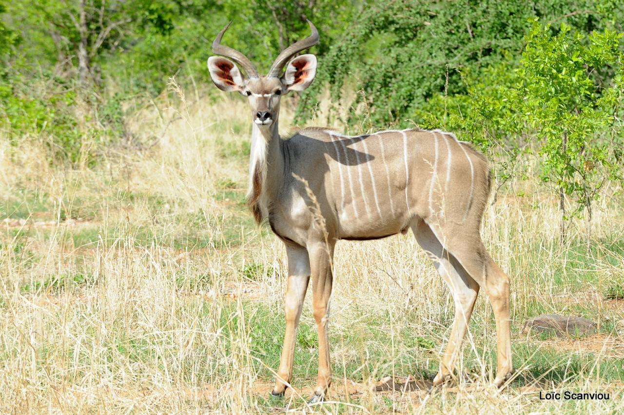 Grand koudou/Greater Kudu (13)