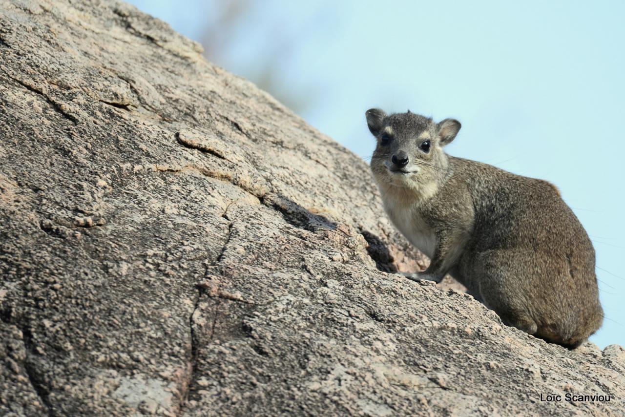 Daman/Hyrax (3)