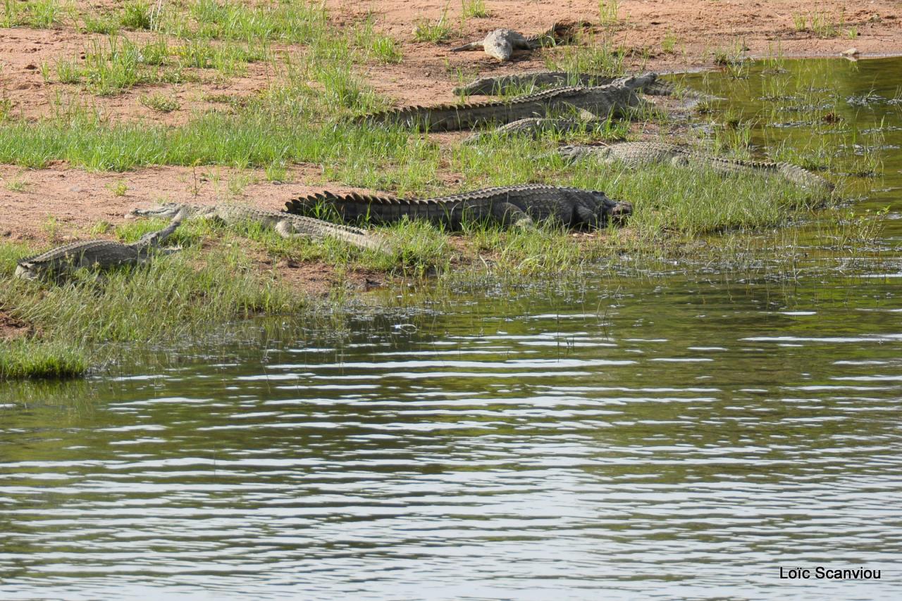 Crocodile (6)