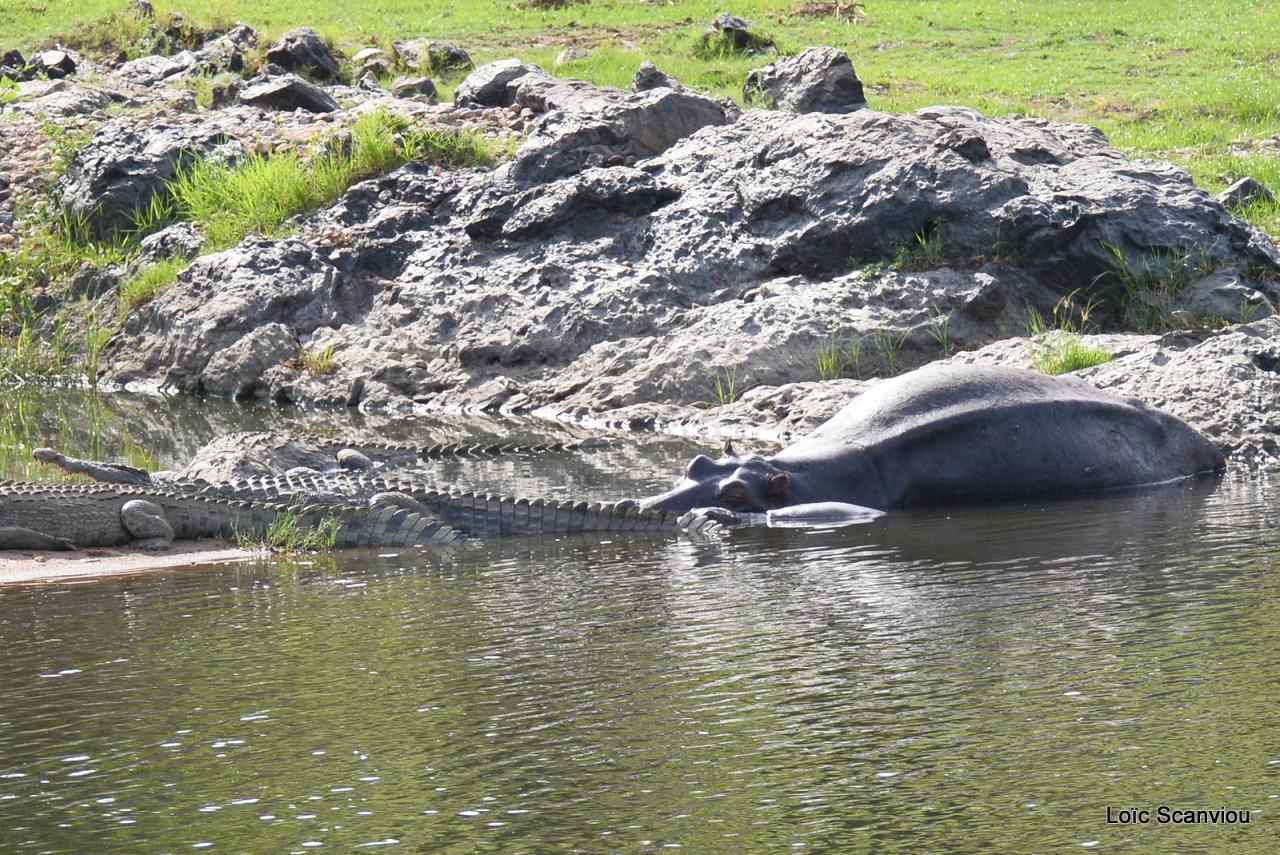 Crocodile et hippopotame (1)
