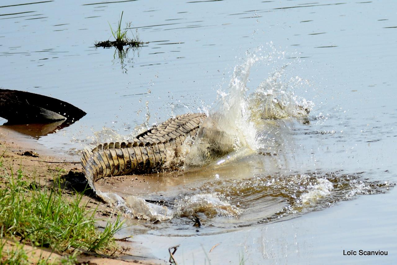 Crocodile (7)