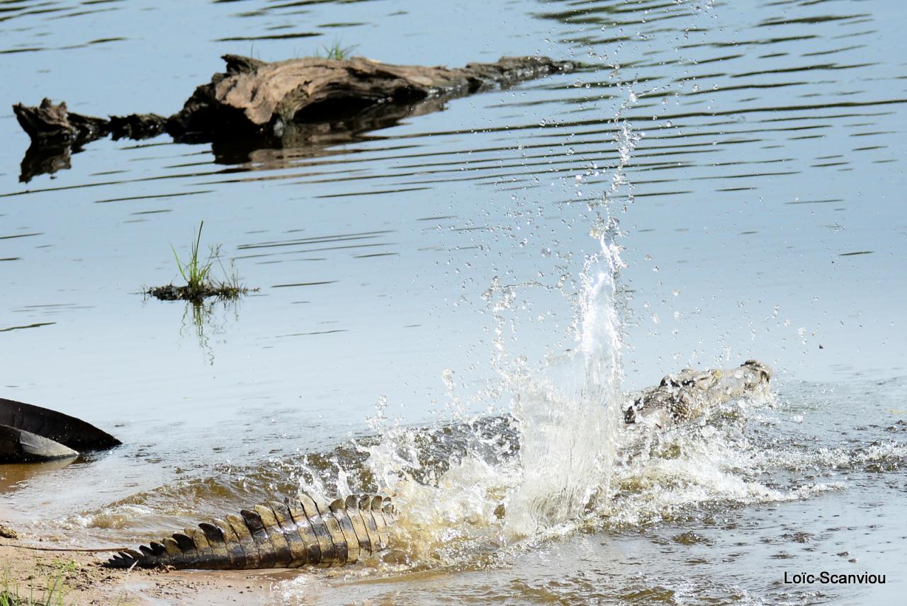 Crocodile (8)