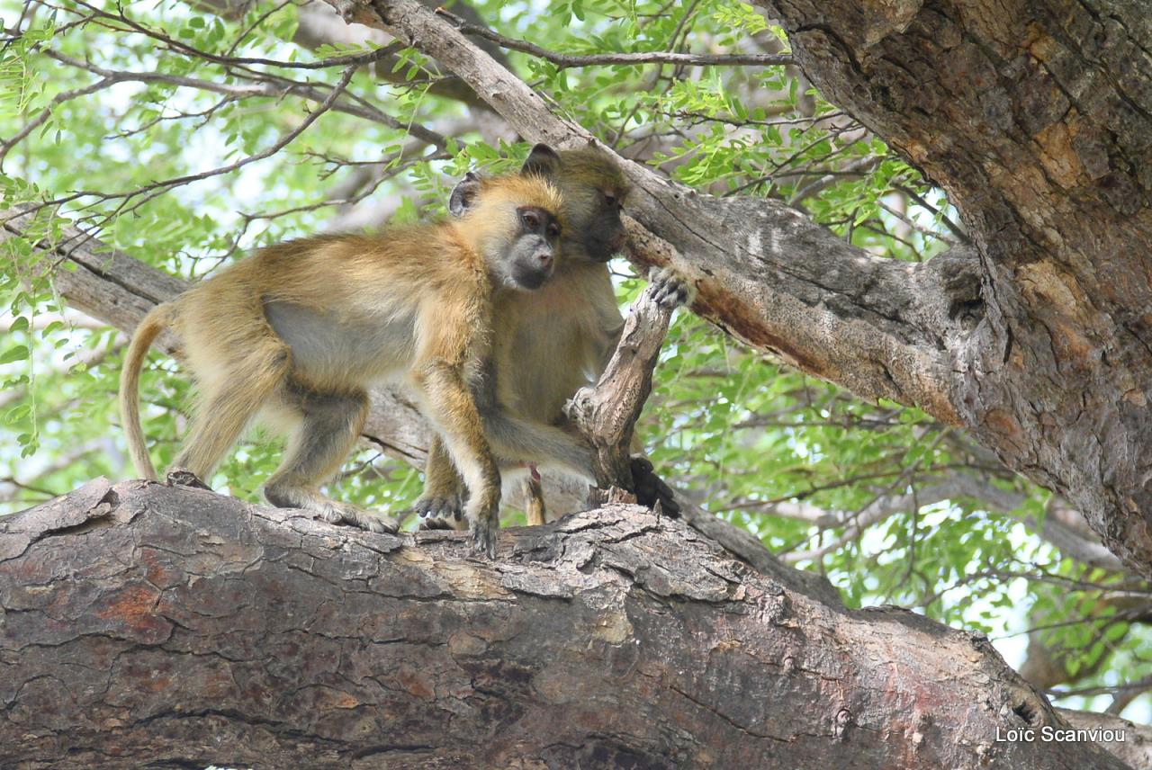 Babouin/Baboon (11)