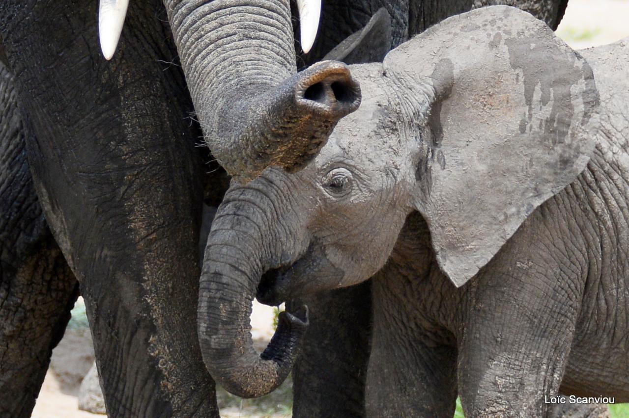 Eléphant (156)