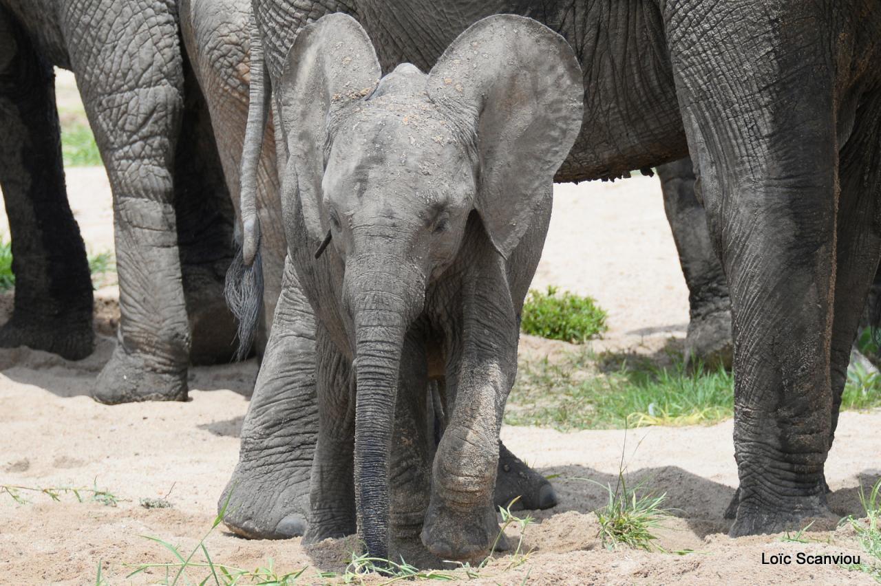 Eléphant (157)