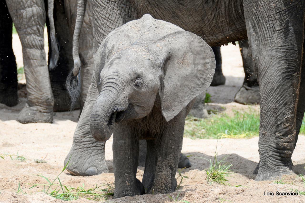 Eléphant (158)