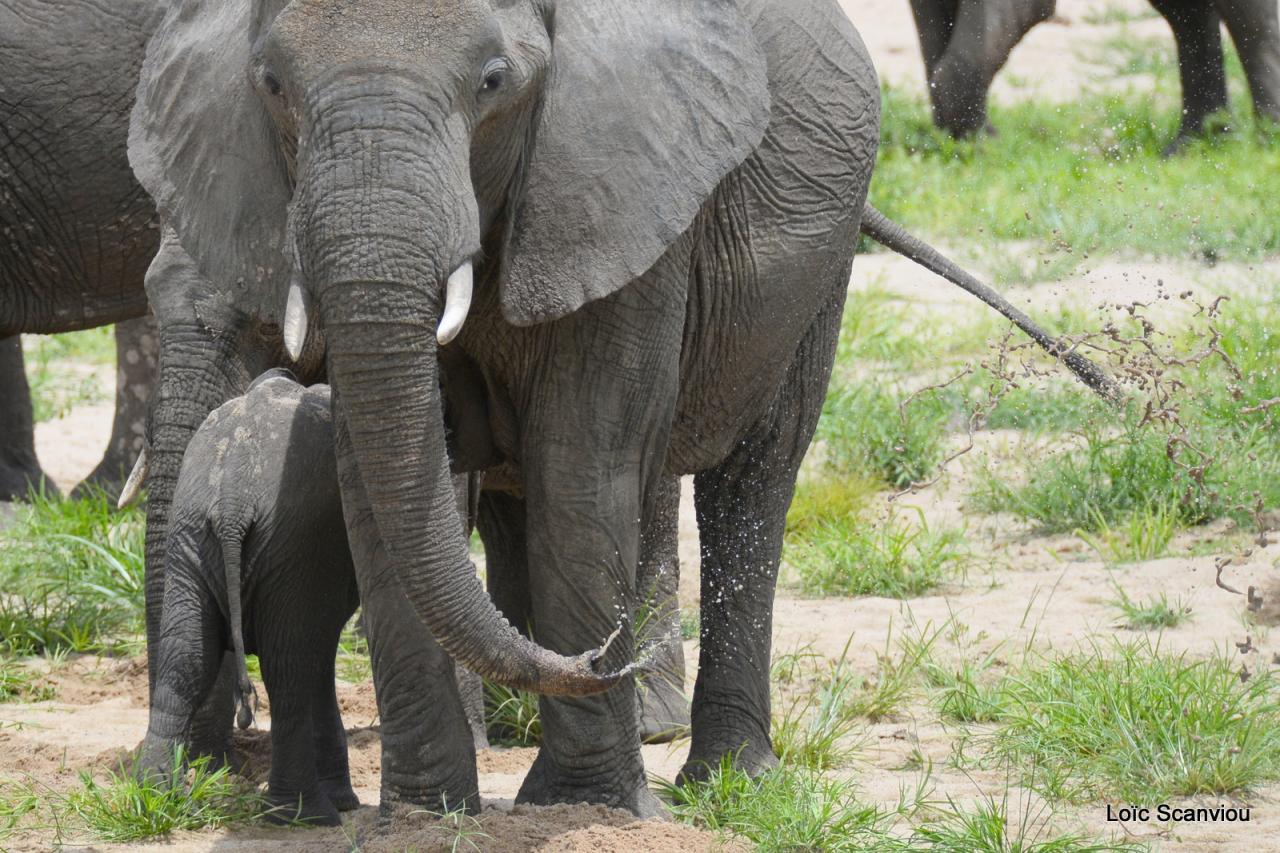 Eléphant (159)