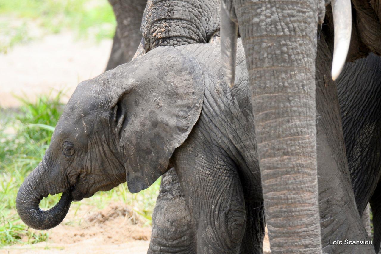 Eléphant (160)