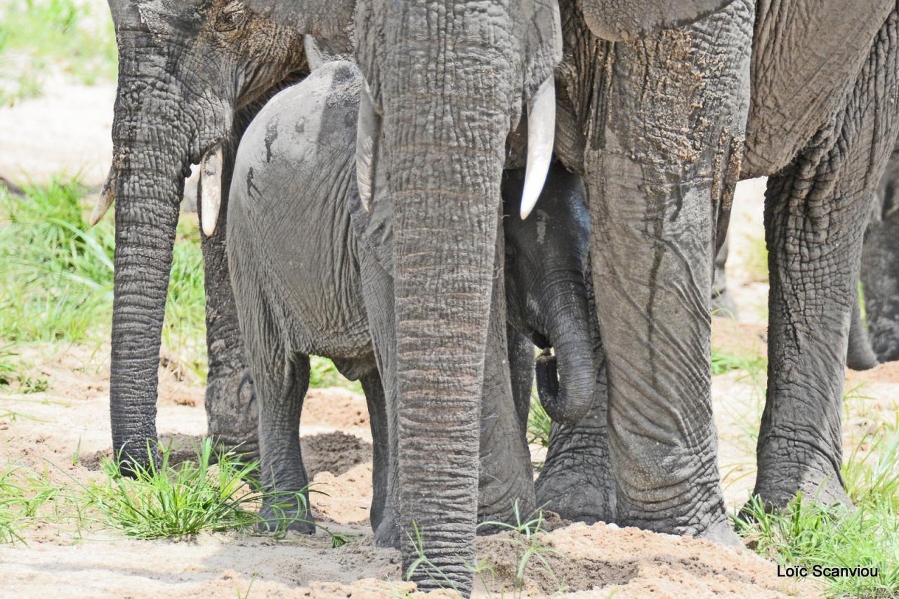 Eléphant (162)