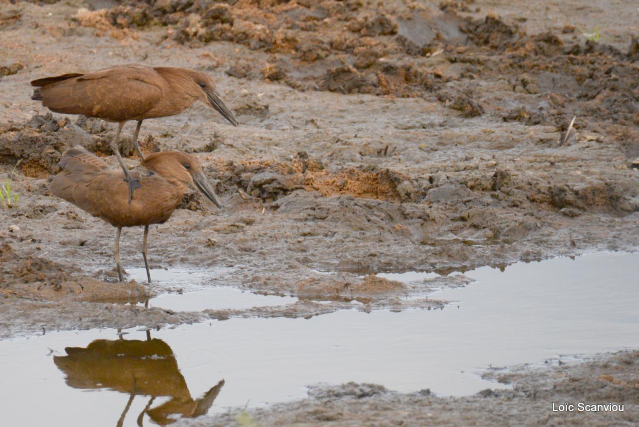 Ombrette/Hamerkop (2)