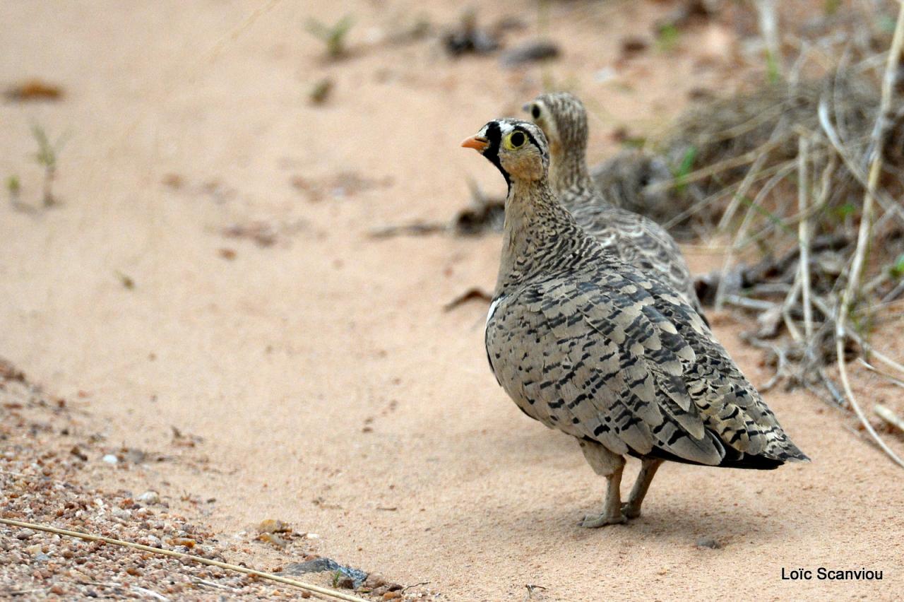 Ganga/Sandgrouse (1)