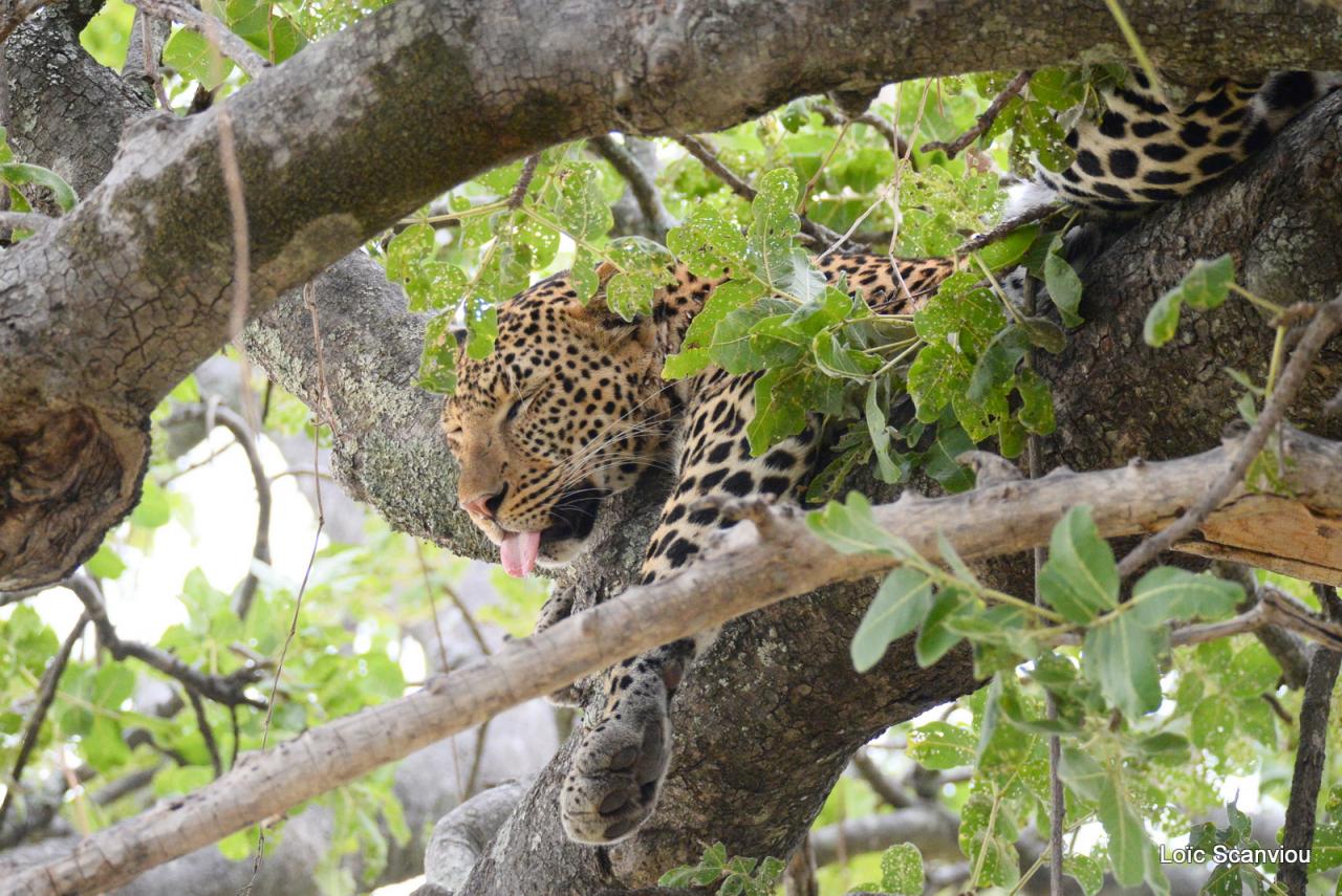 Léopard dans un arbre (1)