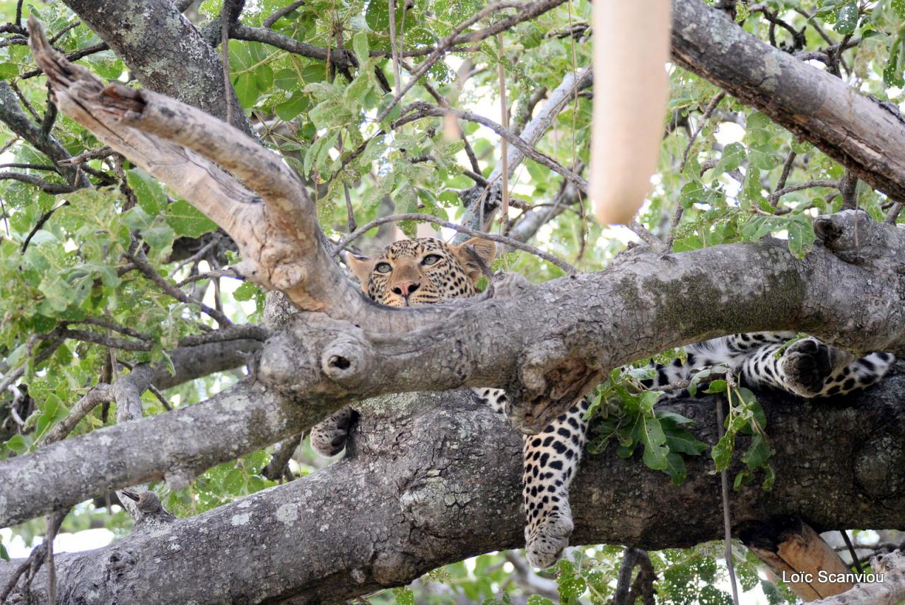 Léopard dans un arbre (2)