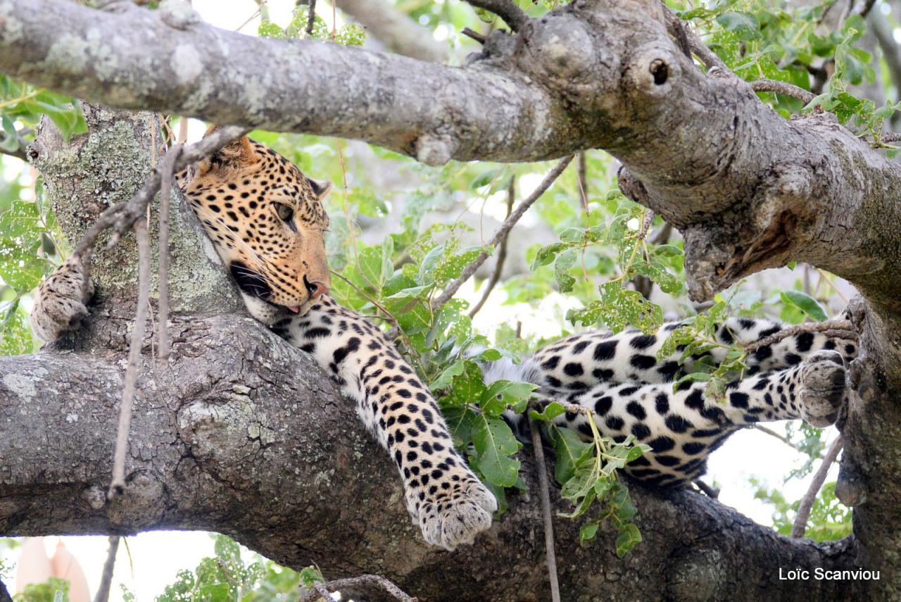 Léopard dans un arbre (3)