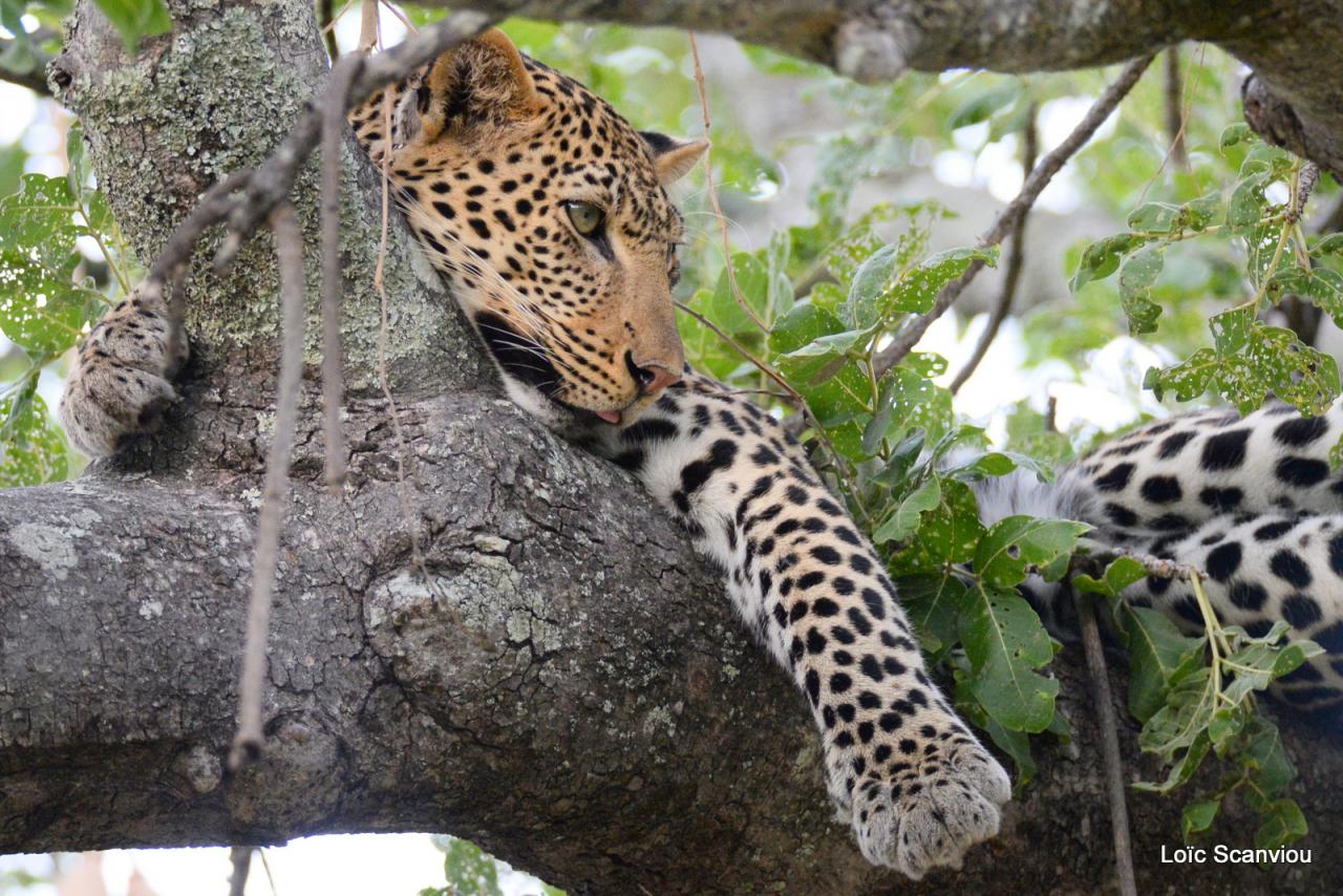 Léopard dans un arbre  (4)