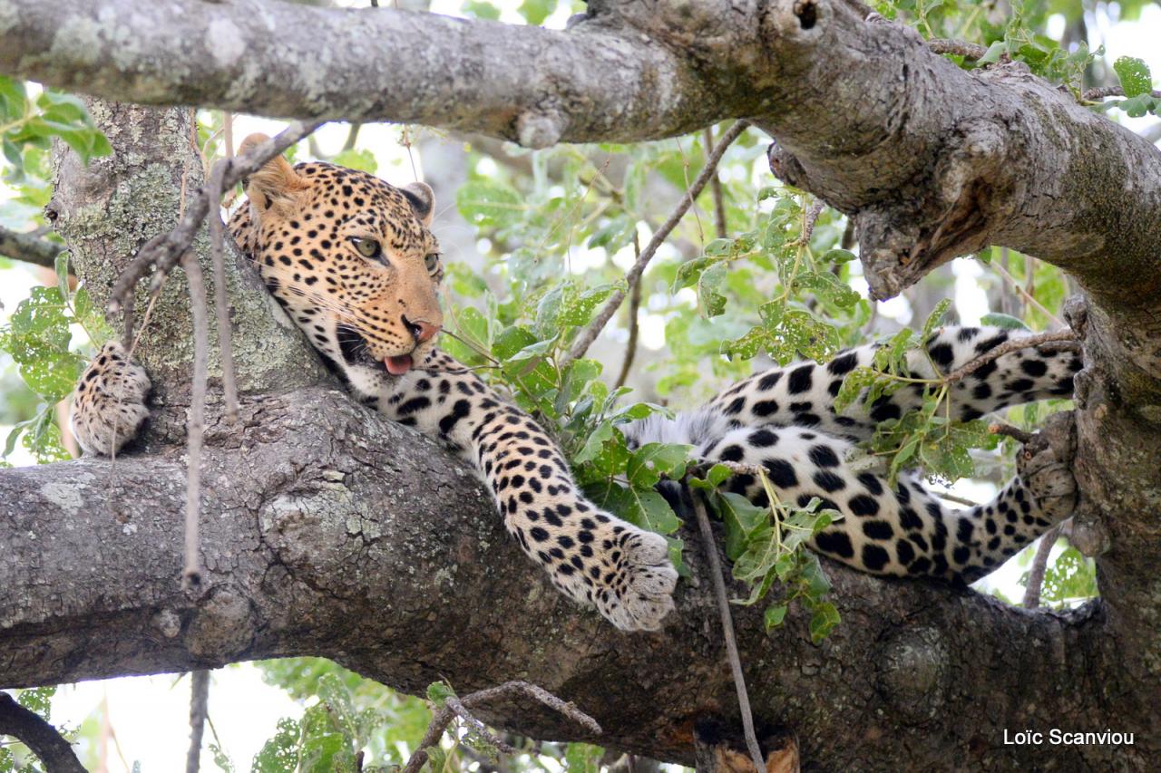 Léopard dans un arbre (5)