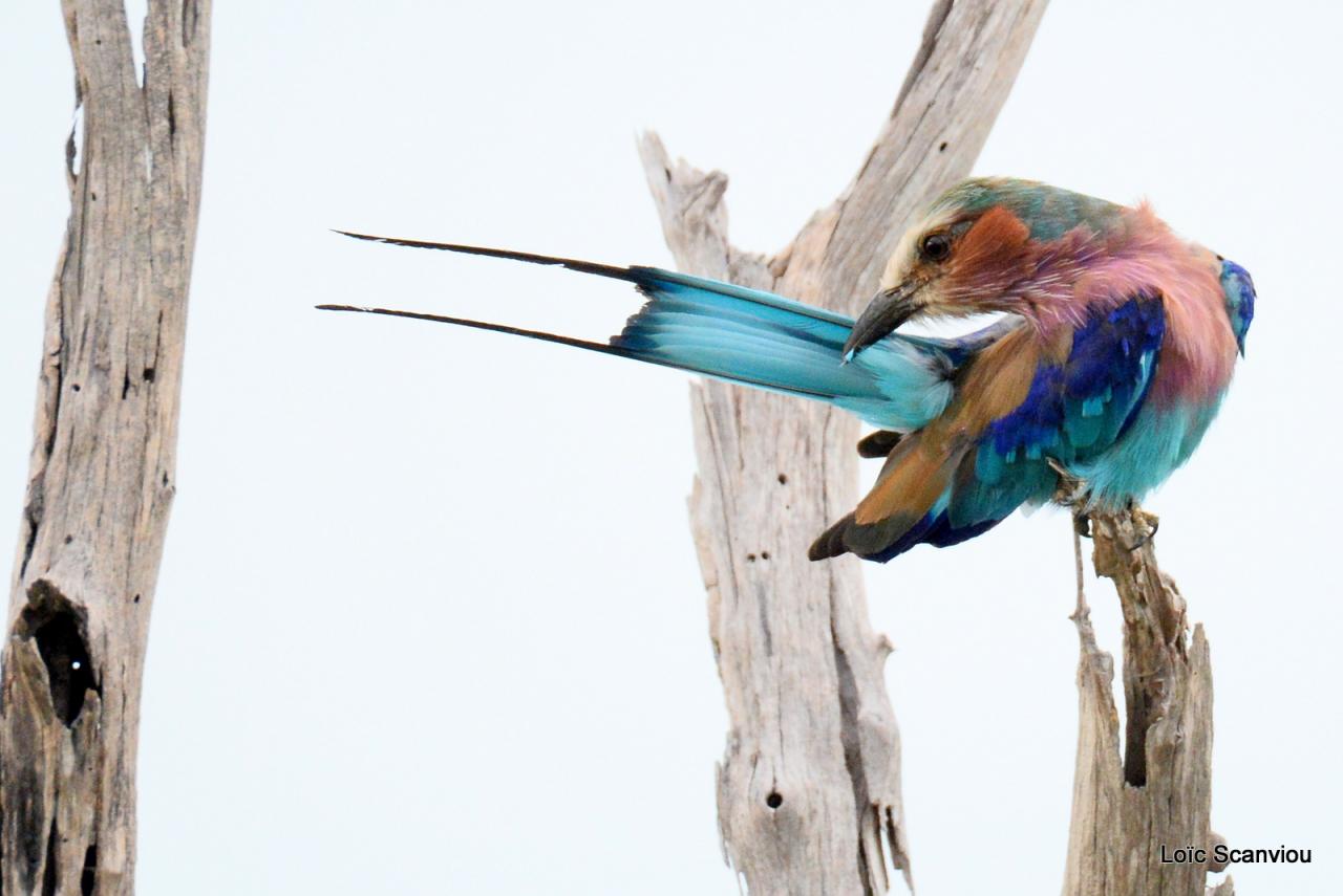 Rollier à longs brins/Lilac-breasted Roller (1)