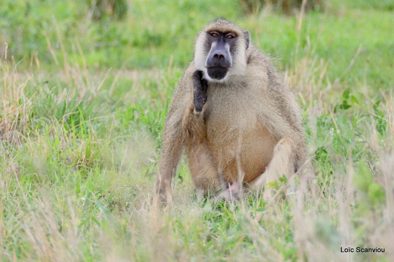 Babouin/Baboon (2)