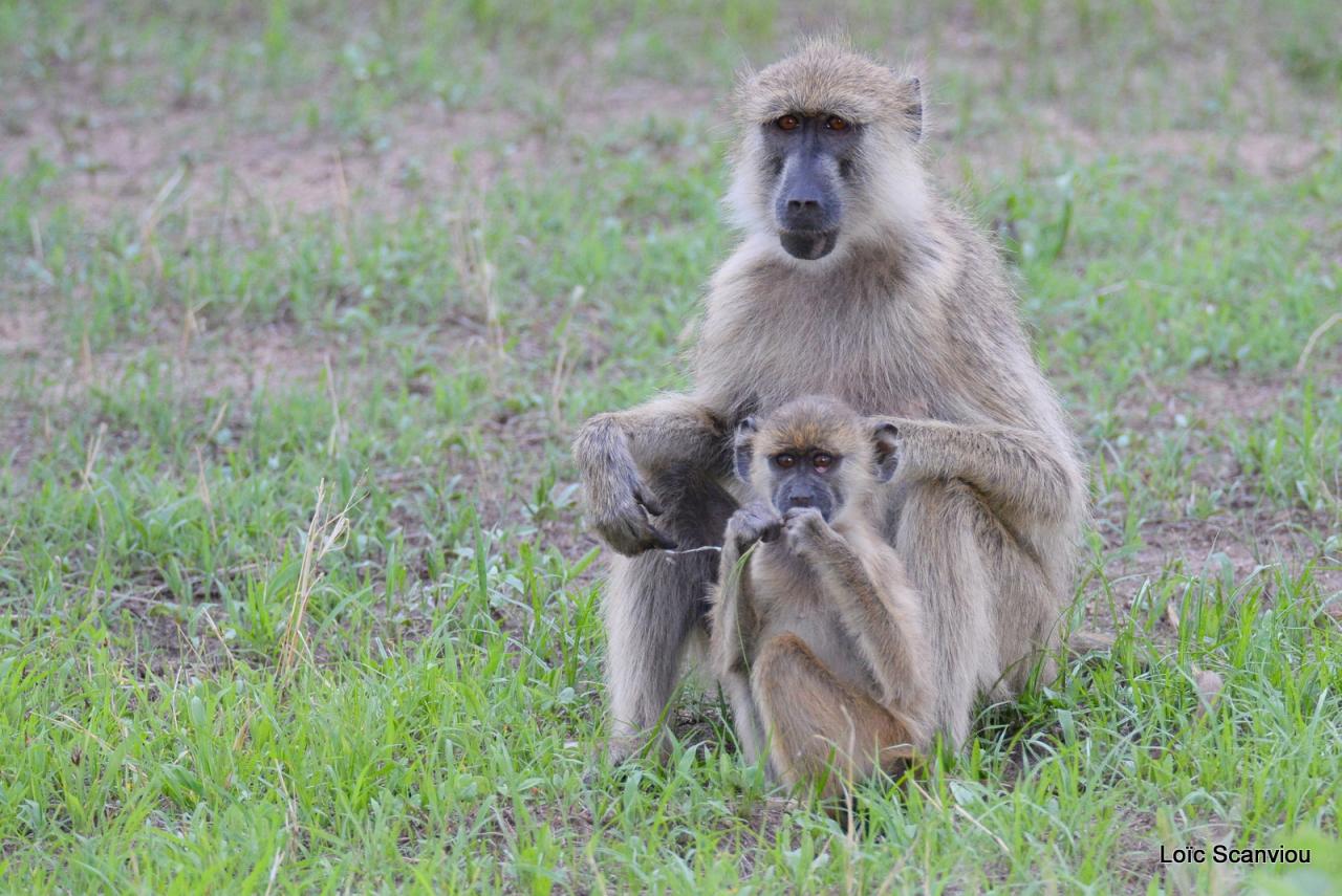 Babouin/Baboon (3)