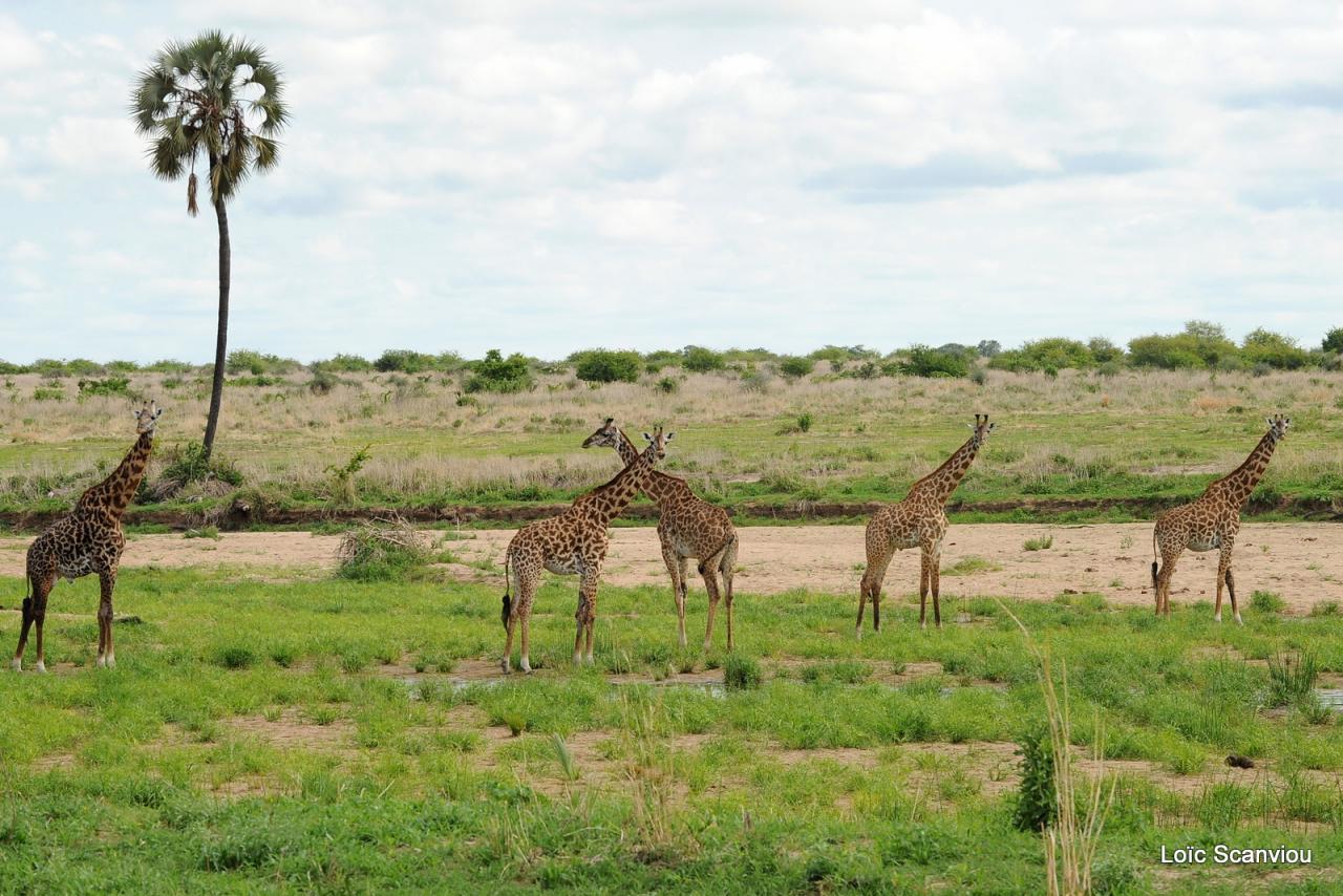 Girafe/Giraffe (2)