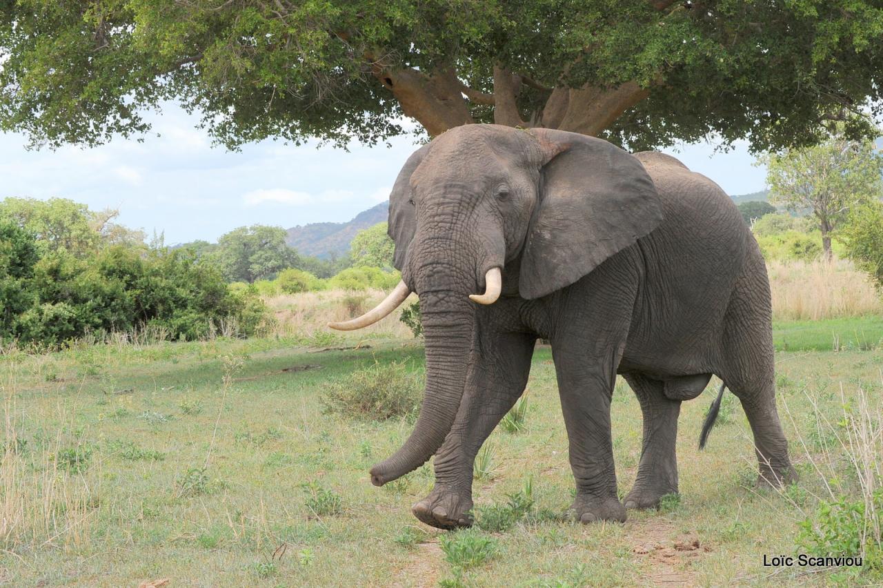 Eléphant (16)