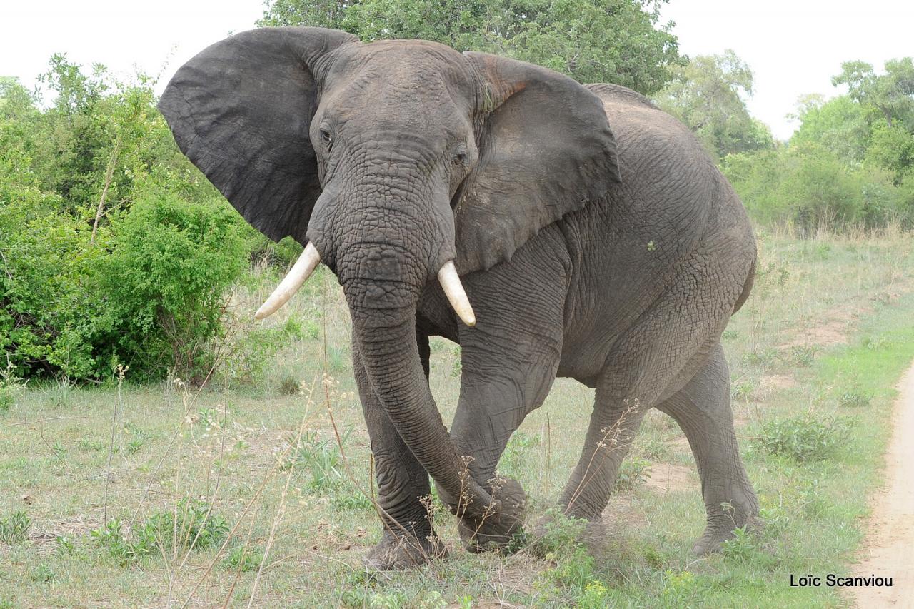 Eléphant (18)