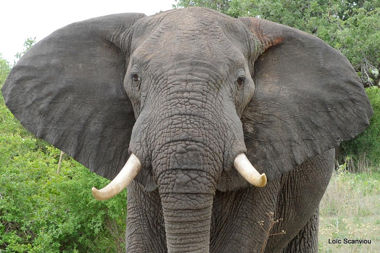 Eléphant (19)