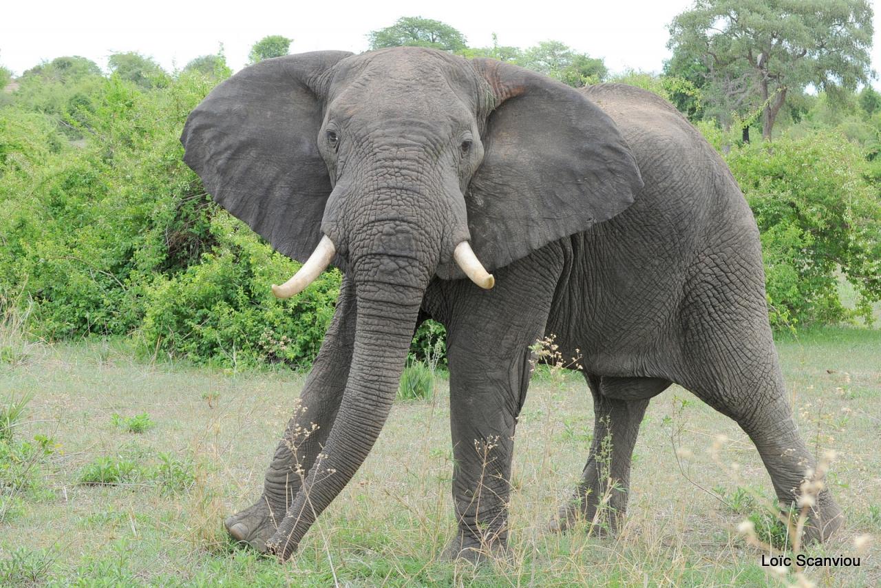Eléphant (20)