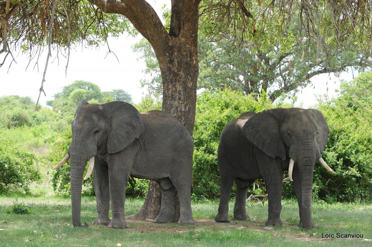 Eléphant (21)
