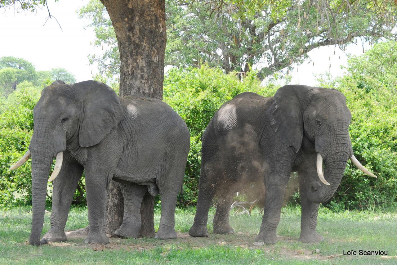 Eléphant (22)