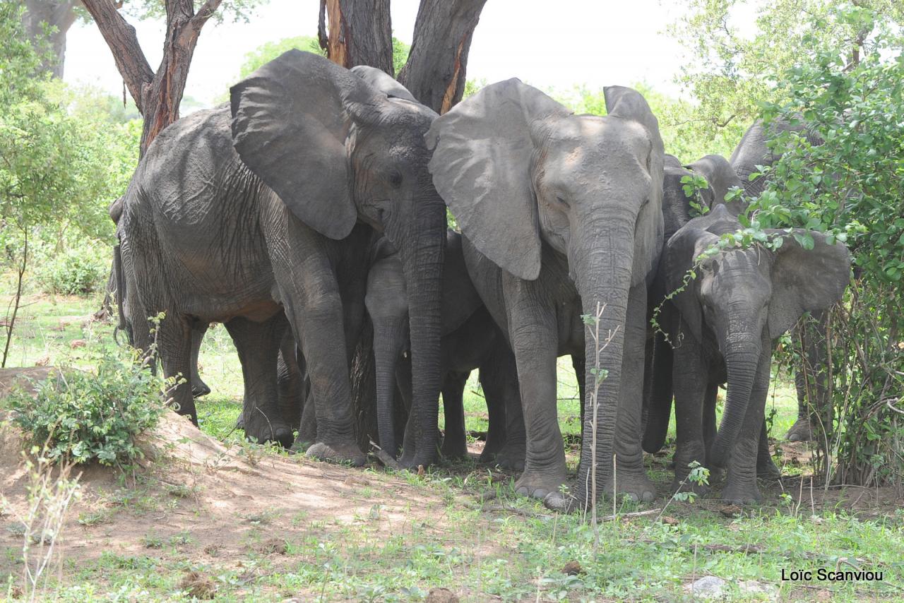 Eléphant (23)