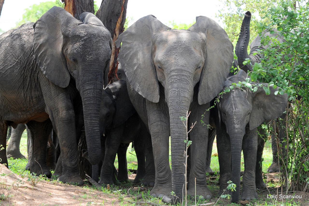 Eléphant (24)