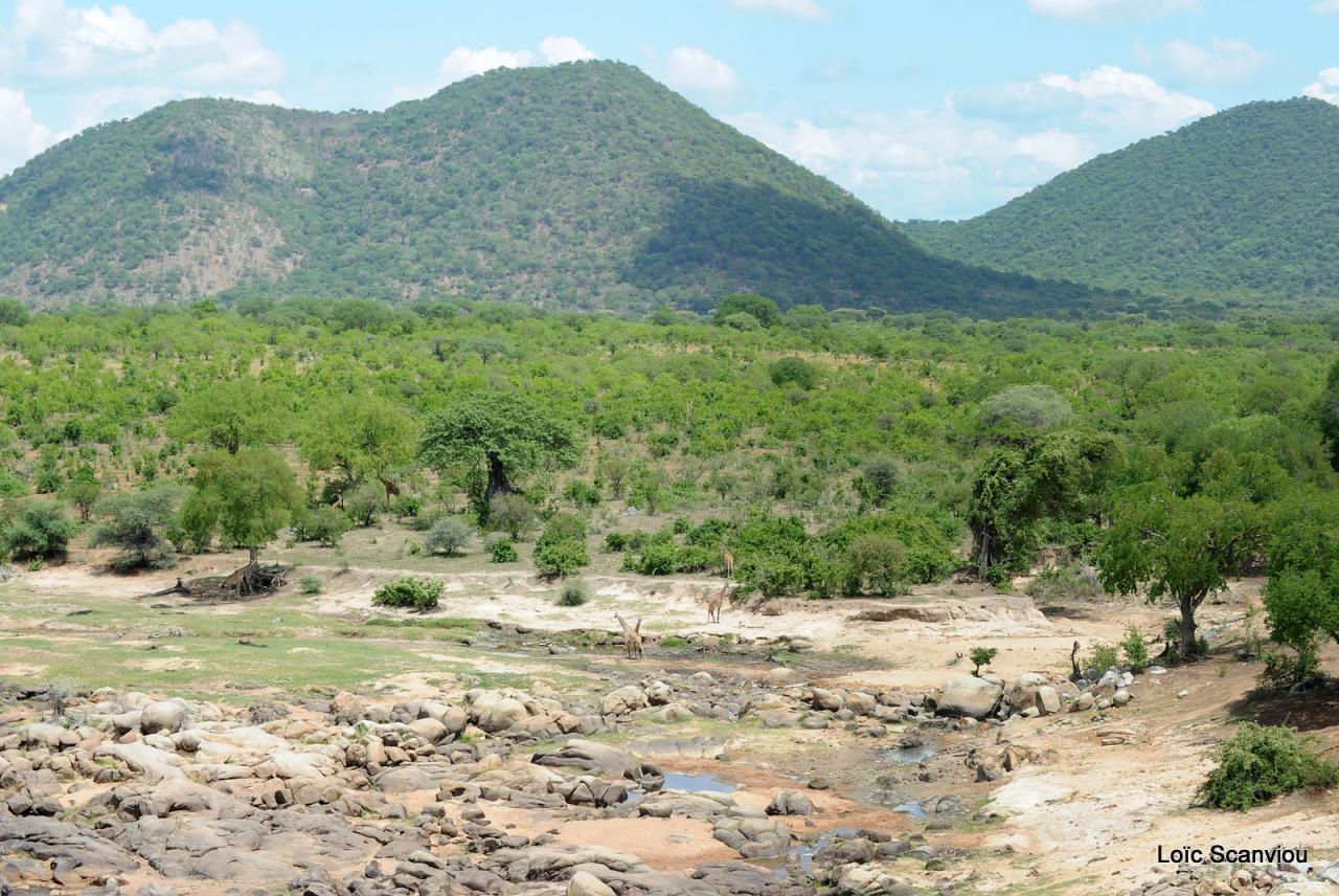Ruaha (6)