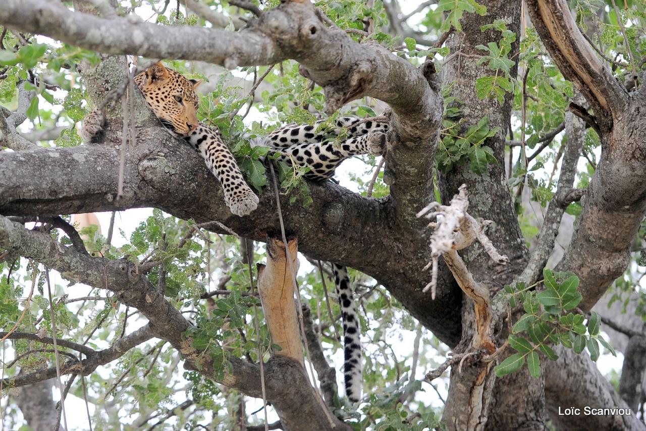Léopard dans un arbre (6)