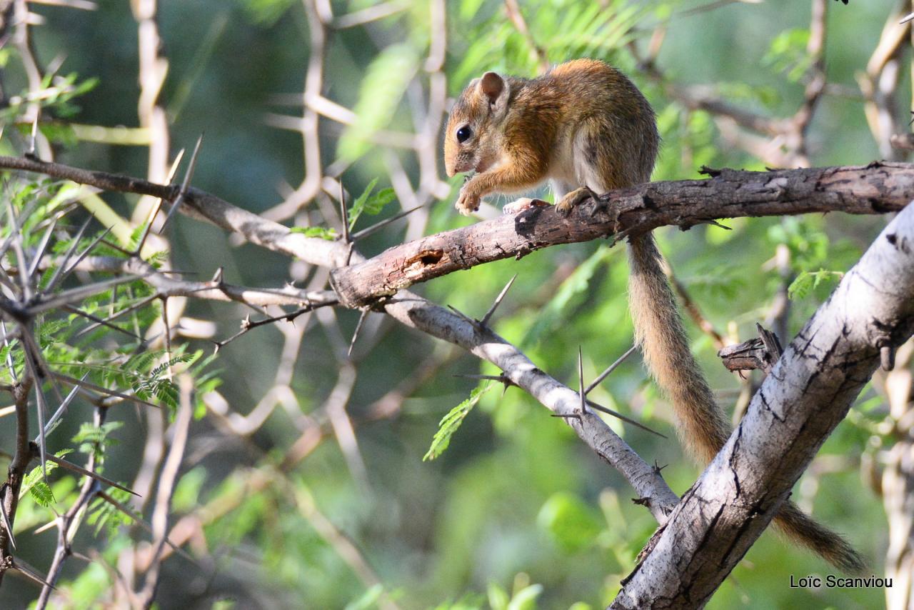 Ecureuil/Squirrel (1)