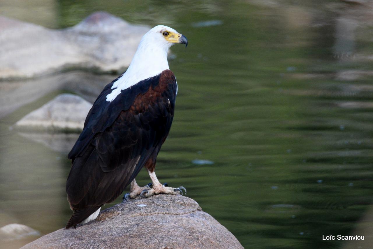 Aigle vocifère/African Fish Eagle (1)