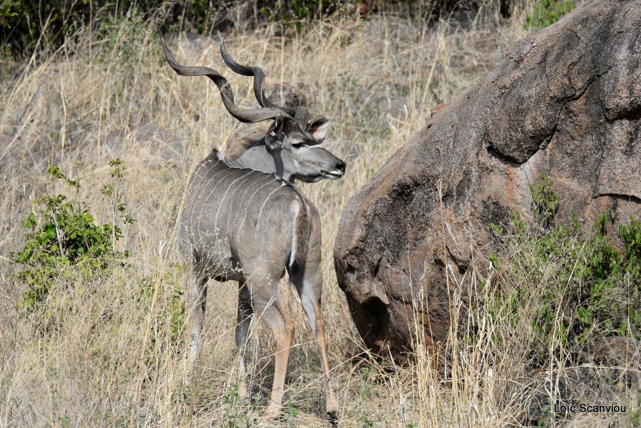 Grand koudou/Greater Kudu (4)