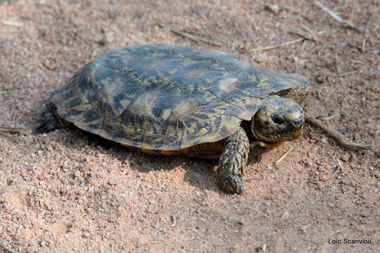 Tortue/Tortoise (1)