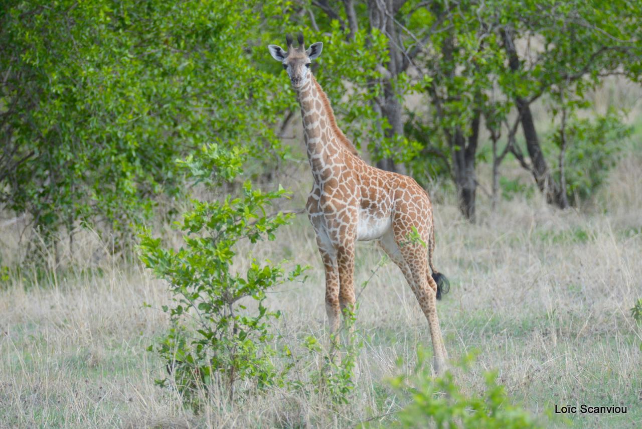 Girafe/Giraffe (3)