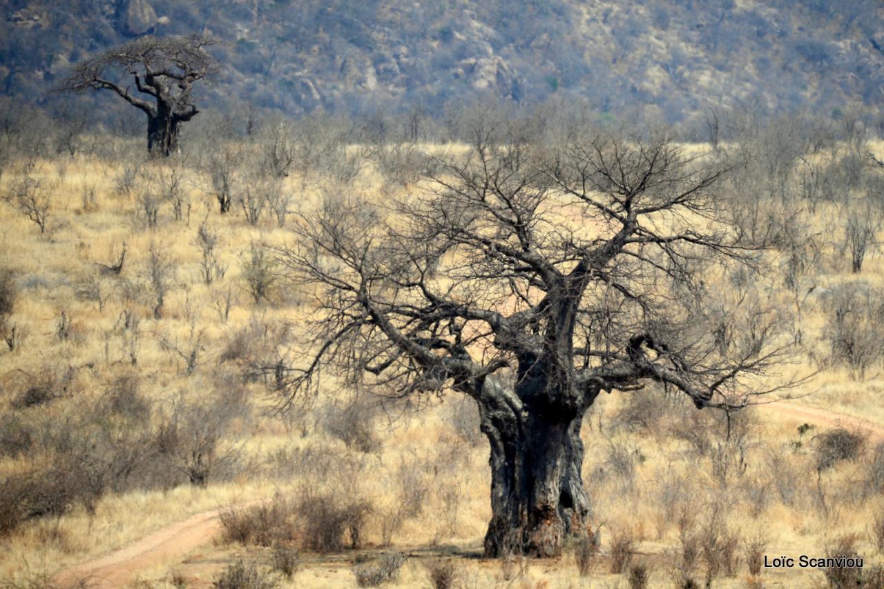 Baobab/Baobab Tree (1)