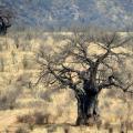 Baobab/Baobab Tree (1)