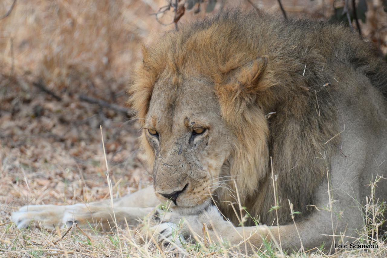 Lion (27)