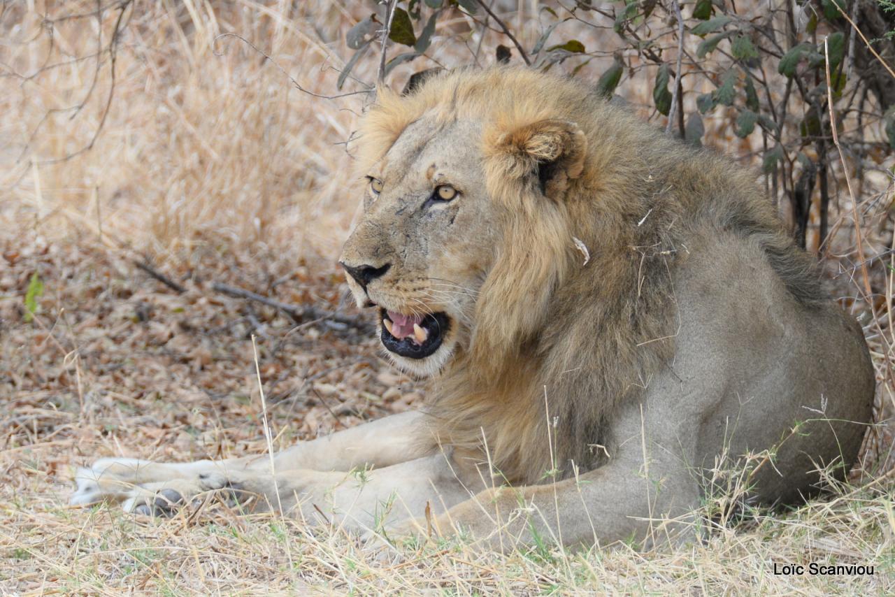 Lion (28)