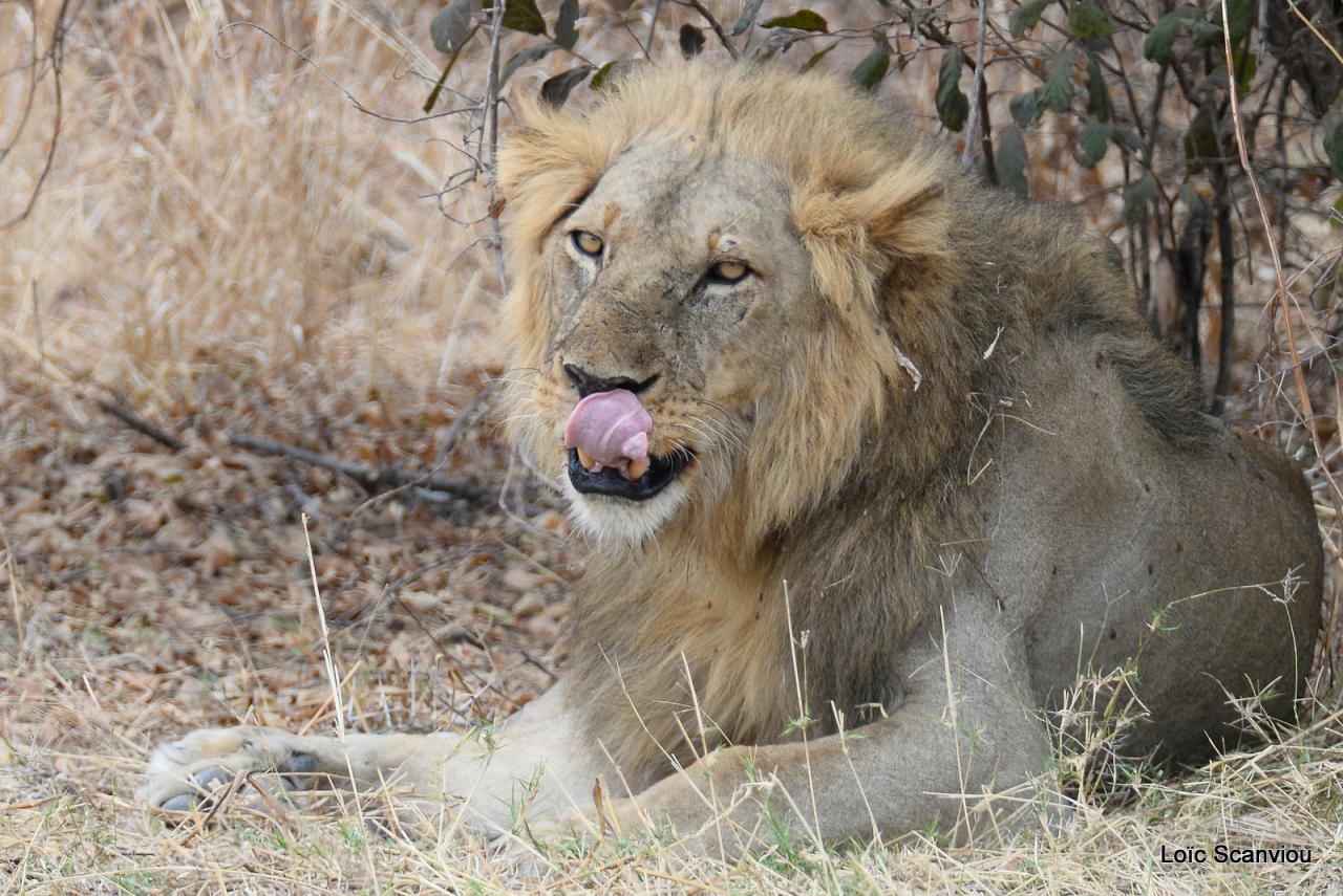 Lion (29)